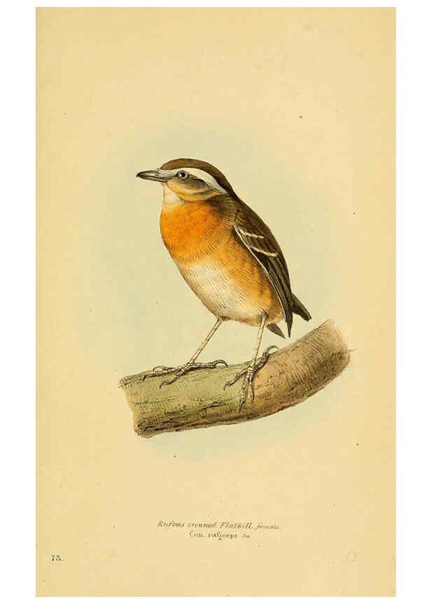 Reproducción/Reproduction 5977794238: A selection of the birds of Brazil and Mexico : the drawings London :H.G. Bohn,1841