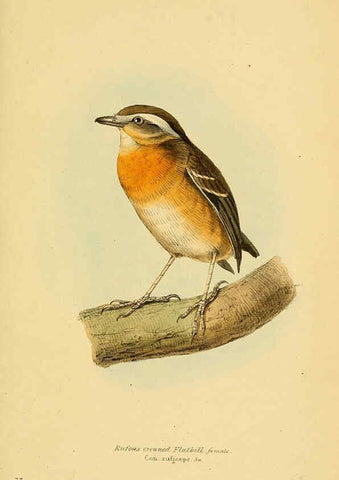 Reproducción/Reproduction 5977794238: A selection of the birds of Brazil and Mexico : the drawings London :H.G. Bohn,1841