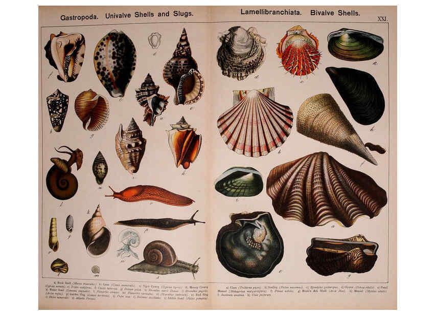 Reproducción/Reproduction 5974404291: Natural history of the animal kingdom for the use of young people Brighton :E. & J.B. Young and Co.,1889