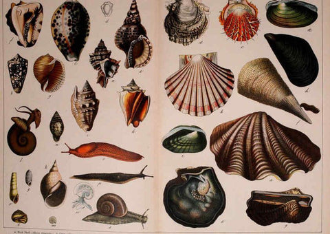 Reproducción/Reproduction 5974404291: Natural history of the animal kingdom for the use of young people Brighton :E. & J.B. Young and Co.,1889
