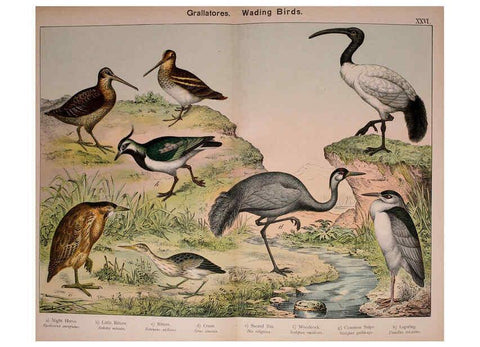 Reproducción/Reproduction 5974967322: Natural history of the animal kingdom for the use of young people Brighton :E. & J.B. Young and Co.,1889