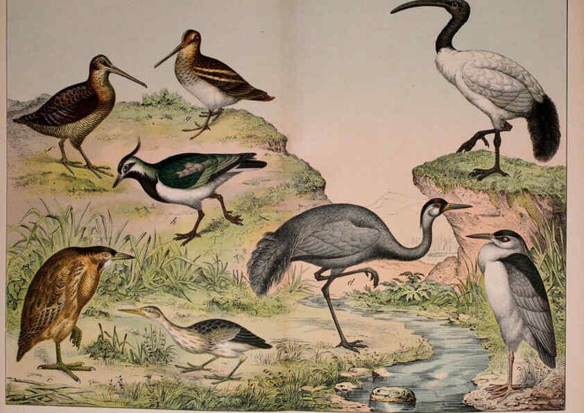 Reproducción/Reproduction 5974967322: Natural history of the animal kingdom for the use of young people Brighton :E. & J.B. Young and Co.,1889