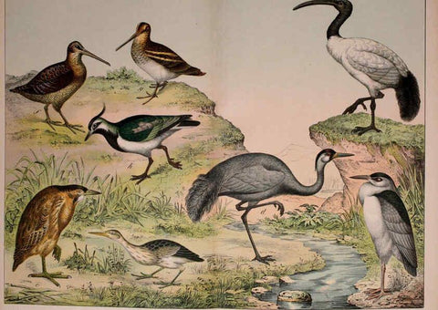 Reproducción/Reproduction 5974967322: Natural history of the animal kingdom for the use of young people Brighton :E. & J.B. Young and Co.,1889
