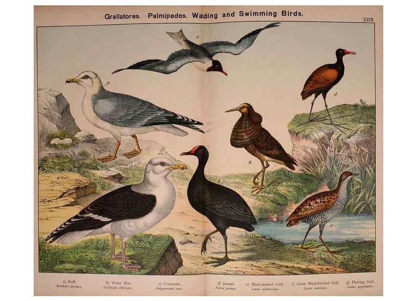 Reproducción/Reproduction 5974967582: Natural history of the animal kingdom for the use of young people Brighton :E. & J.B. Young and Co.,1889
