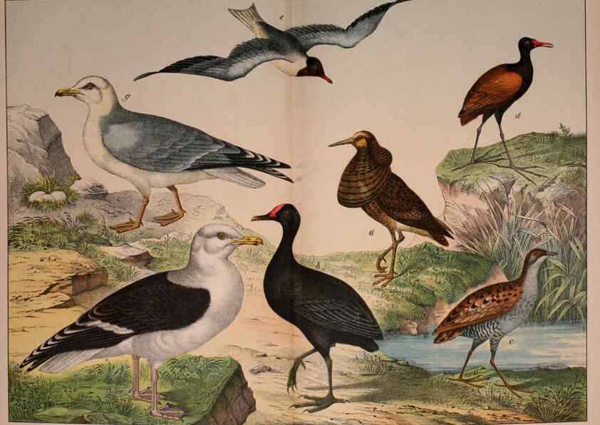 Reproducción/Reproduction 5974967582: Natural history of the animal kingdom for the use of young people Brighton :E. & J.B. Young and Co.,1889