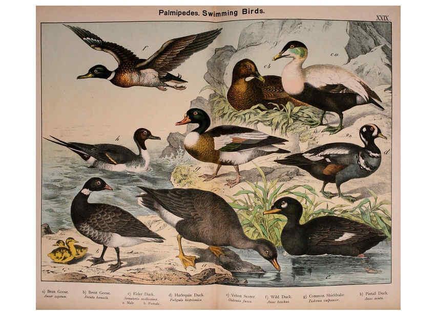 Reproducción/Reproduction 5974968430: Natural history of the animal kingdom for the use of young people Brighton :E. & J.B. Young and Co.,1889