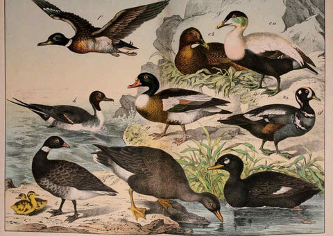 Reproducción/Reproduction 5974968430: Natural history of the animal kingdom for the use of young people Brighton :E. & J.B. Young and Co.,1889