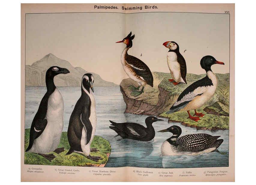 Reproducción/Reproduction 5974968782: Natural history of the animal kingdom for the use of young people Brighton :E. & J.B. Young and Co.,1889