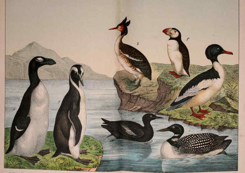 Reproducción/Reproduction 5974968782: Natural history of the animal kingdom for the use of young people Brighton :E. & J.B. Young and Co.,1889