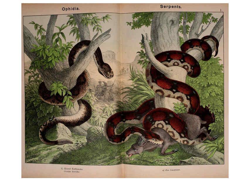 Reproducción/Reproduction 5974408847: Natural history of the animal kingdom for the use of young people Brighton :E. & J.B. Young and Co.,1889