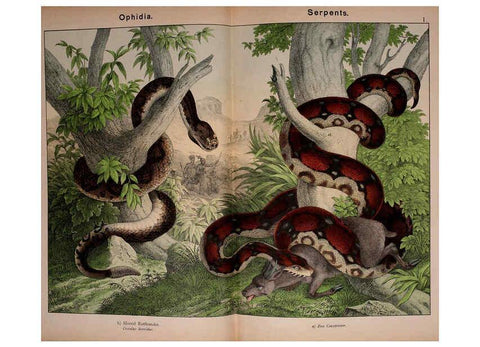 Reproducción/Reproduction 5974408847: Natural history of the animal kingdom for the use of young people Brighton :E. & J.B. Young and Co.,1889
