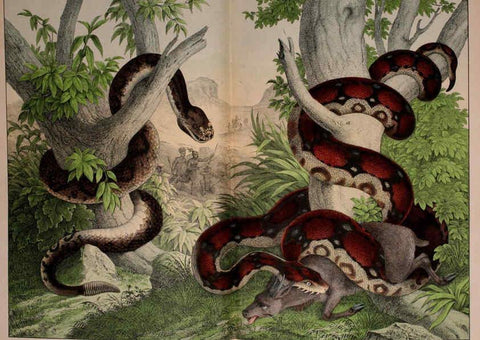 Reproducción/Reproduction 5974408847: Natural history of the animal kingdom for the use of young people Brighton :E. & J.B. Young and Co.,1889