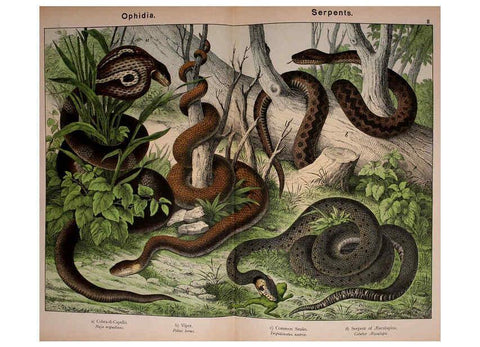 Reproducción/Reproduction 5974969766: Natural history of the animal kingdom for the use of young people Brighton :E. & J.B. Young and Co.,1889