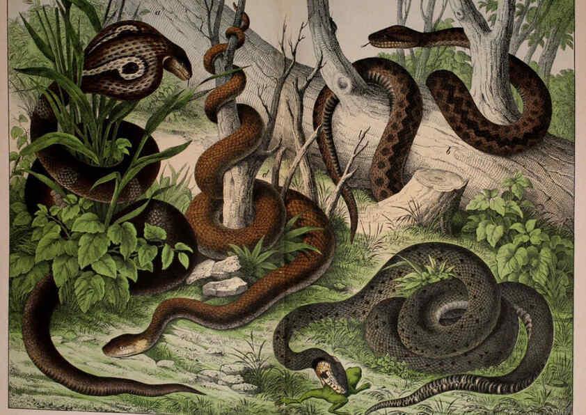 Reproducción/Reproduction 5974969766: Natural history of the animal kingdom for the use of young people Brighton :E. & J.B. Young and Co.,1889