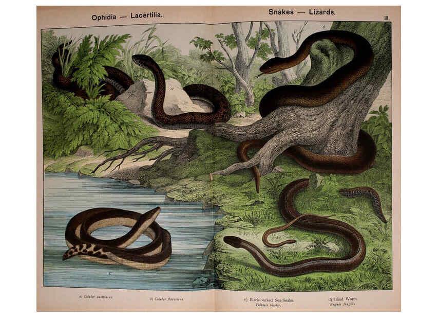 Reproducción/Reproduction 5974970032: Natural history of the animal kingdom for the use of young people Brighton :E. & J.B. Young and Co.,1889