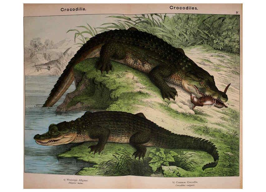 Reproducción/Reproduction 5974970380: Natural history of the animal kingdom for the use of young people Brighton :E. & J.B. Young and Co.,1889