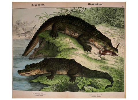 Reproducción/Reproduction 5974970380: Natural history of the animal kingdom for the use of young people Brighton :E. & J.B. Young and Co.,1889