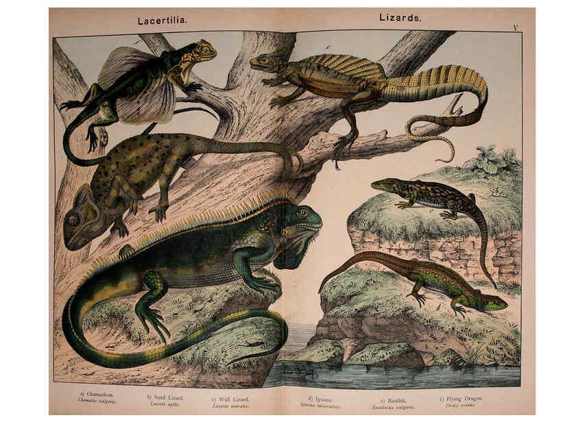 Reproducción/Reproduction 5974970564: Natural history of the animal kingdom for the use of young people Brighton :E. & J.B. Young and Co.,1889