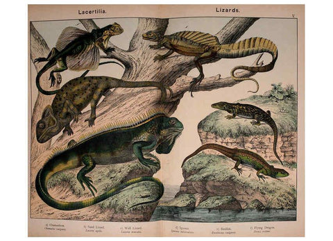 Reproducción/Reproduction 5974970564: Natural history of the animal kingdom for the use of young people Brighton :E. & J.B. Young and Co.,1889