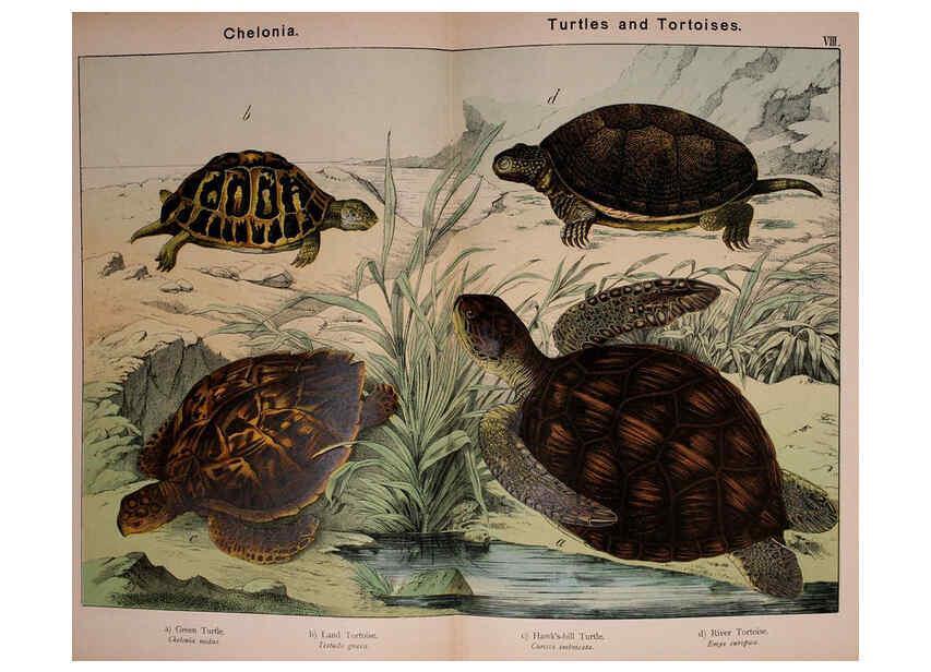 Reproducción/Reproduction 5974411221: Natural history of the animal kingdom for the use of young people Brighton :E. & J.B. Young and Co.,1889