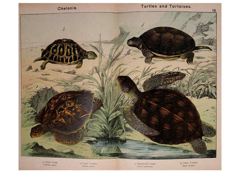 Reproducción/Reproduction 5974411221: Natural history of the animal kingdom for the use of young people Brighton :E. & J.B. Young and Co.,1889