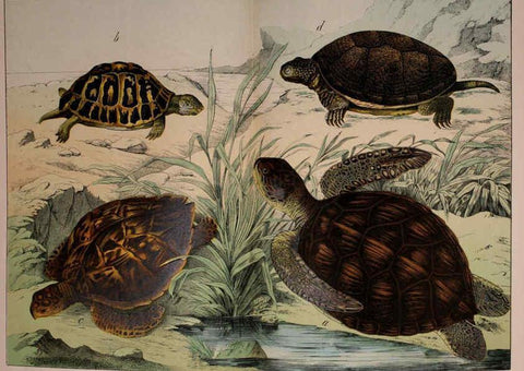 Reproducción/Reproduction 5974411221: Natural history of the animal kingdom for the use of young people Brighton :E. & J.B. Young and Co.,1889