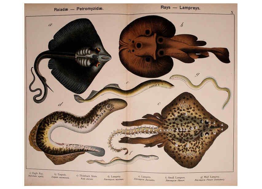 Reproducción/Reproduction 5974972208: Natural history of the animal kingdom for the use of young people Brighton :E. & J.B. Young and Co.,1889