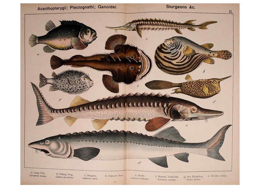 Reproducción/Reproduction 5974972536: Natural history of the animal kingdom for the use of young people Brighton :E. & J.B. Young and Co.,1889