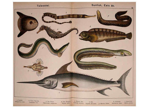 Reproducción/Reproduction 5974973700: Natural history of the animal kingdom for the use of young people Brighton :E. & J.B. Young and Co.,1889