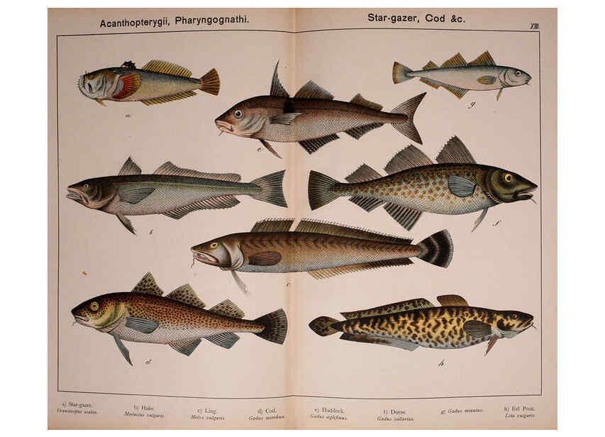 Reproducción/Reproduction 5974413991: Natural history of the animal kingdom for the use of young people Brighton :E. & J.B. Young and Co.,1889
