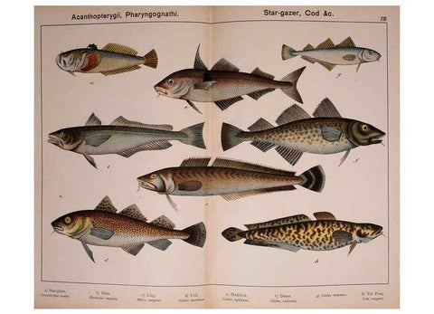 Reproducción/Reproduction 5974413991: Natural history of the animal kingdom for the use of young people Brighton :E. & J.B. Young and Co.,1889