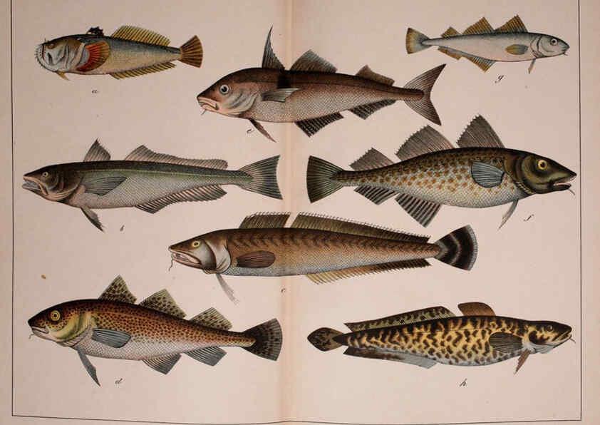 Reproducción/Reproduction 5974413991: Natural history of the animal kingdom for the use of young people Brighton :E. & J.B. Young and Co.,1889