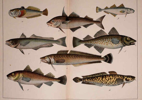 Reproducción/Reproduction 5974413991: Natural history of the animal kingdom for the use of young people Brighton :E. & J.B. Young and Co.,1889