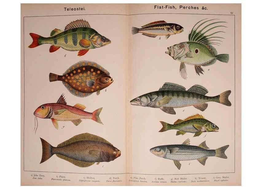 Reproducción/Reproduction 5974975346: Natural history of the animal kingdom for the use of young people Brighton :E. & J.B. Young and Co.,1889