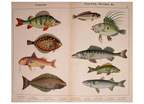 Reproducción/Reproduction 5974975346: Natural history of the animal kingdom for the use of young people Brighton :E. & J.B. Young and Co.,1889
