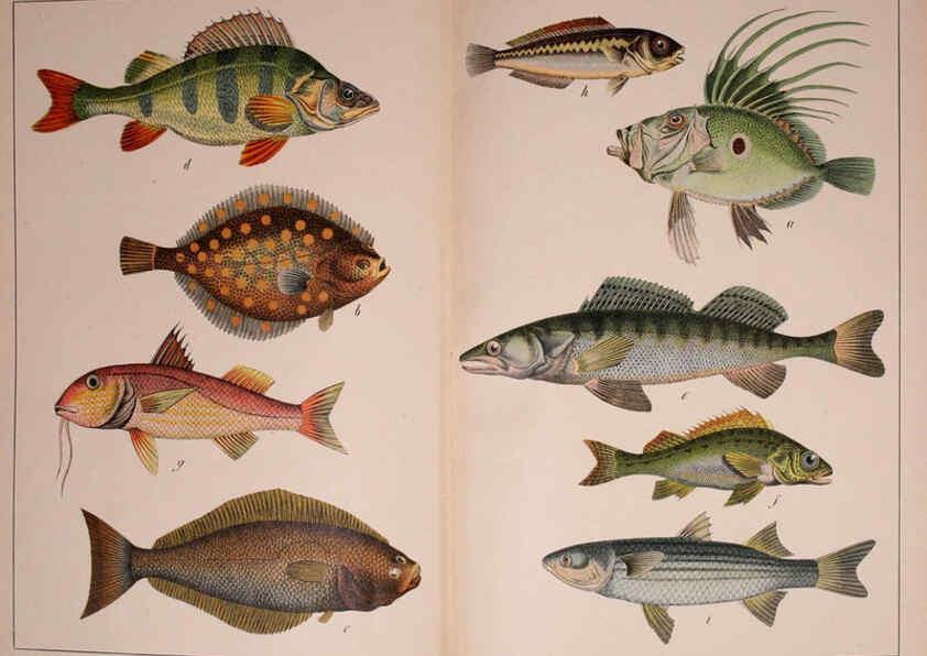 Reproducción/Reproduction 5974975346: Natural history of the animal kingdom for the use of young people Brighton :E. & J.B. Young and Co.,1889