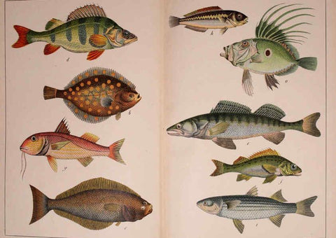 Reproducción/Reproduction 5974975346: Natural history of the animal kingdom for the use of young people Brighton :E. & J.B. Young and Co.,1889
