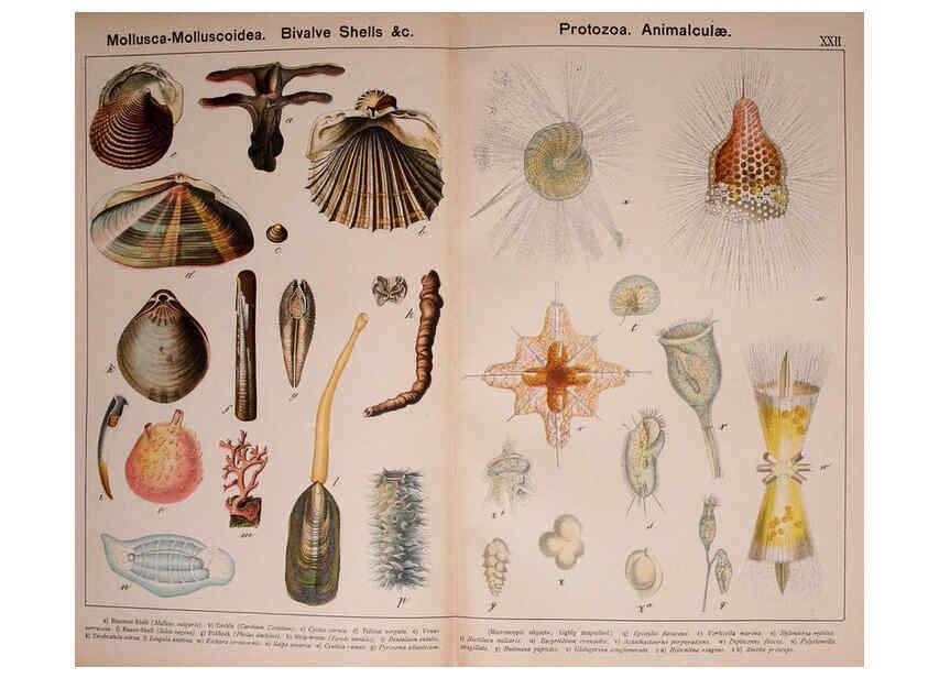 Reproducción/Reproduction 5974464293: Natural history of the animal kingdom for the use of young people Brighton :E. & J.B. Young and Co.,1889
