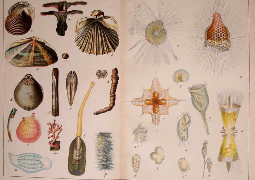 Reproducción/Reproduction 5974464293: Natural history of the animal kingdom for the use of young people Brighton :E. & J.B. Young and Co.,1889