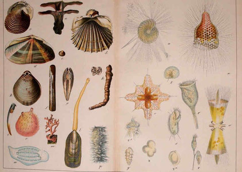 Reproducción/Reproduction 5974464293: Natural history of the animal kingdom for the use of young people Brighton :E. & J.B. Young and Co.,1889