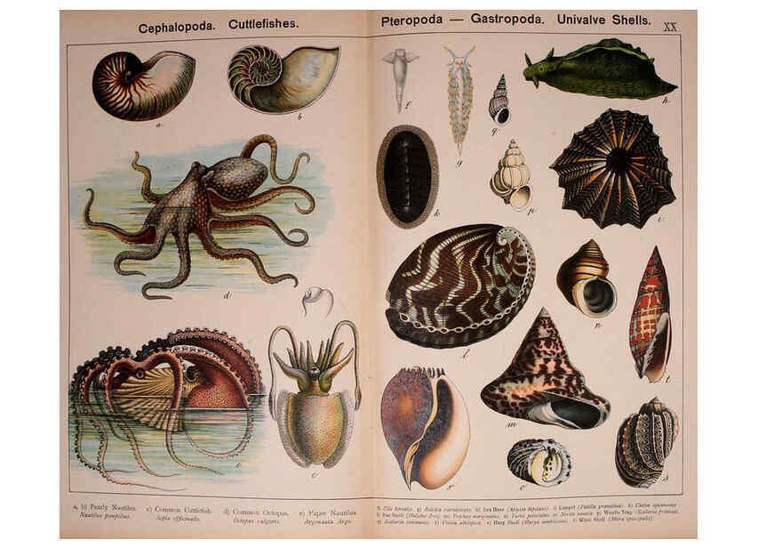 Reproducción/Reproduction 5974403901: Natural history of the animal kingdom for the use of young people Brighton :E. & J.B. Young and Co.,1889