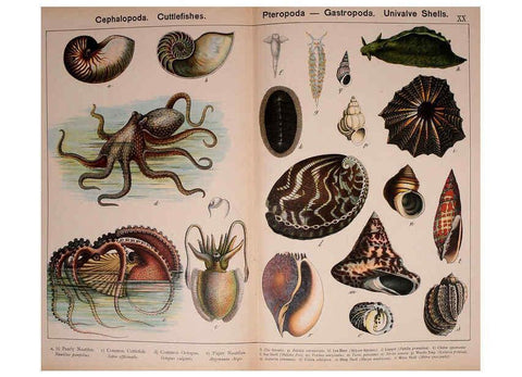 Reproducción/Reproduction 5974403901: Natural history of the animal kingdom for the use of young people Brighton :E. & J.B. Young and Co.,1889
