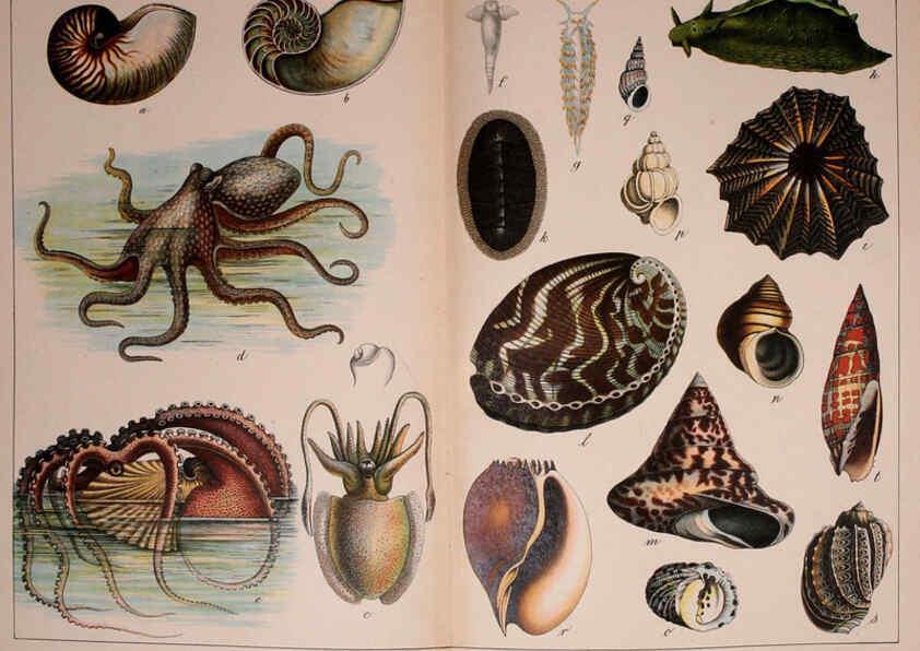 Reproducción/Reproduction 5974403901: Natural history of the animal kingdom for the use of young people Brighton :E. & J.B. Young and Co.,1889