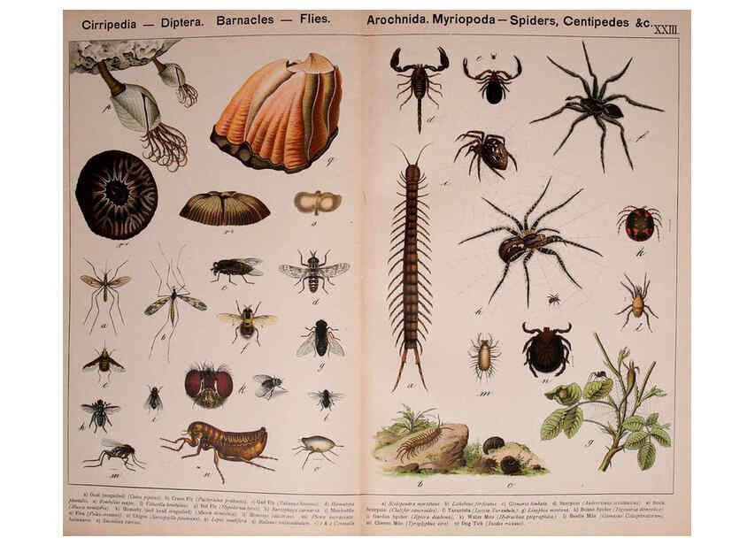 Reproducción/Reproduction 5974464709: Natural history of the animal kingdom for the use of young people Brighton :E. & J.B. Young and Co.,1889