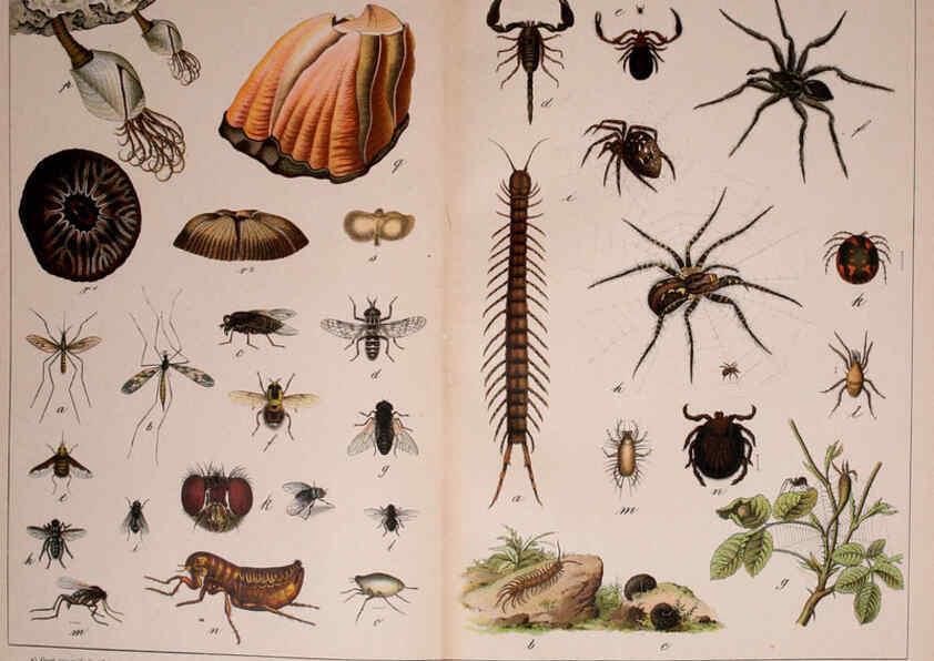 Reproducción/Reproduction 5974464709: Natural history of the animal kingdom for the use of young people Brighton :E. & J.B. Young and Co.,1889