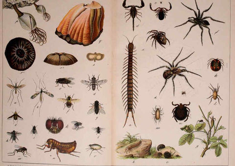 Reproducción/Reproduction 5974464709: Natural history of the animal kingdom for the use of young people Brighton :E. & J.B. Young and Co.,1889