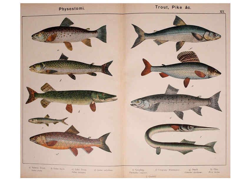 Reproducción/Reproduction 5974403651: Natural history of the animal kingdom for the use of young people Brighton :E. & J.B. Young and Co.,1889