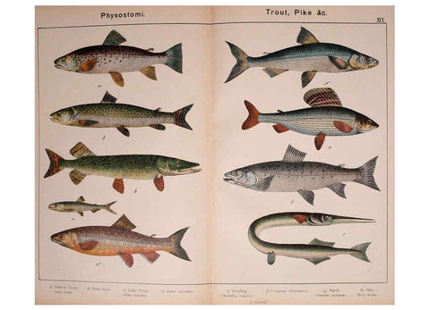 Reproducción/Reproduction 5974403651: Natural history of the animal kingdom for the use of young people Brighton :E. & J.B. Young and Co.,1889