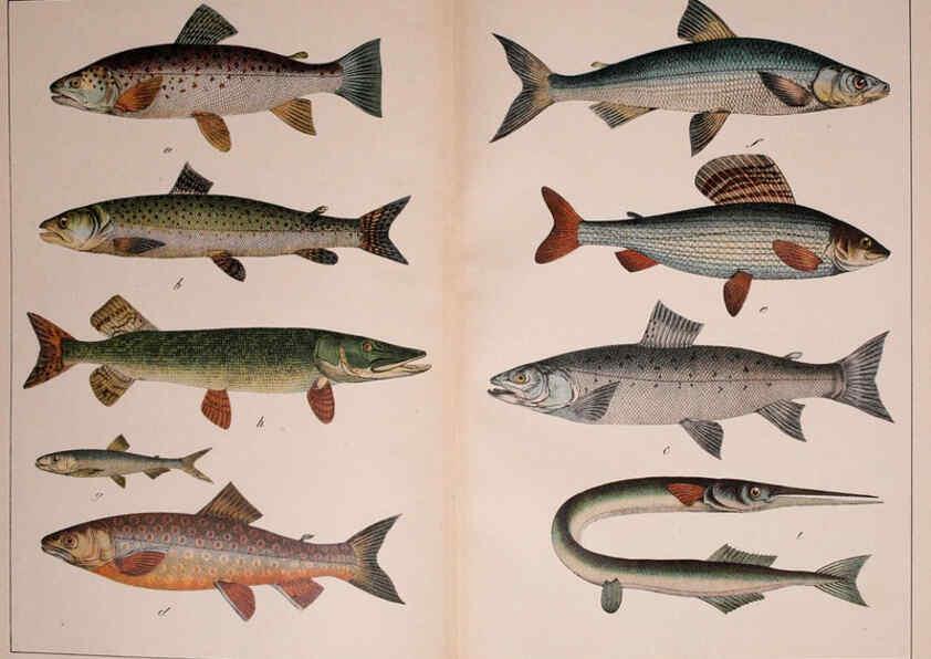 Reproducción/Reproduction 5974403651: Natural history of the animal kingdom for the use of young people Brighton :E. & J.B. Young and Co.,1889