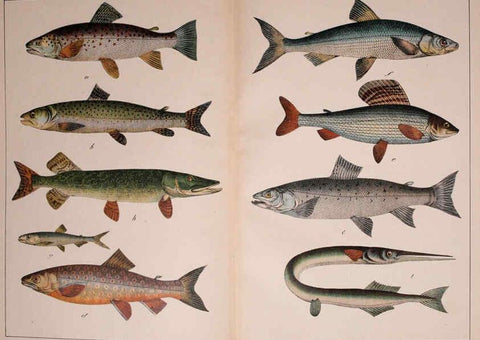 Reproducción/Reproduction 5974403651: Natural history of the animal kingdom for the use of young people Brighton :E. & J.B. Young and Co.,1889